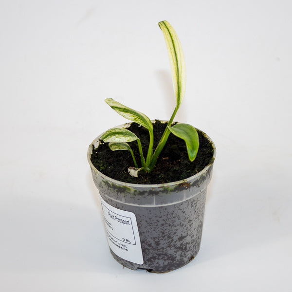 Epipremnum amplissimum Variegata Ø7cm H11cm