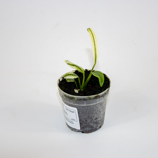 Epipremnum amplissimum Variegata Ø7cm H11cm
