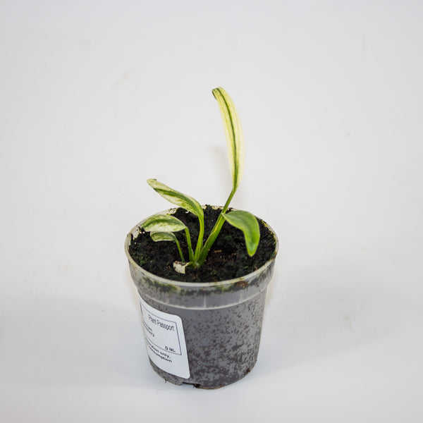 Epipremnum amplissimum Variegata Ø7cm H11cm