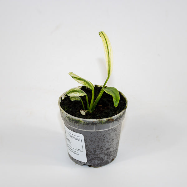 Epipremnum amplissimum Variegata Ø7cm H11cm