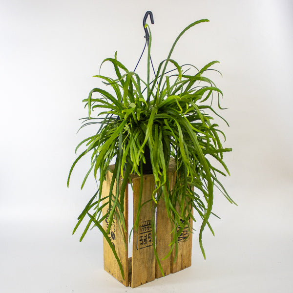 Lepismium Bolivianum 17cm H25cm