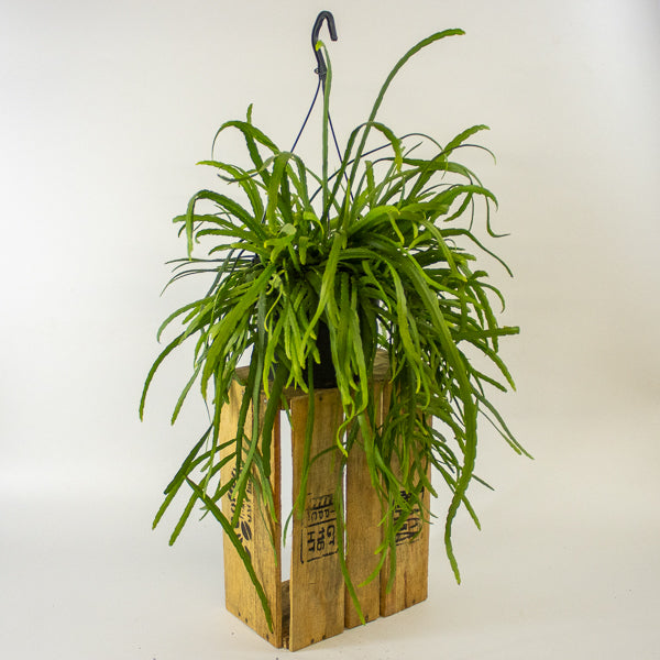 Lepismium Bolivianum 17cm H25cm