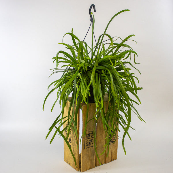 Lepismium Bolivianum 17cm H25cm