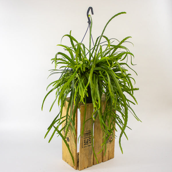 Lepismium Bolivianum 17cm H25cm