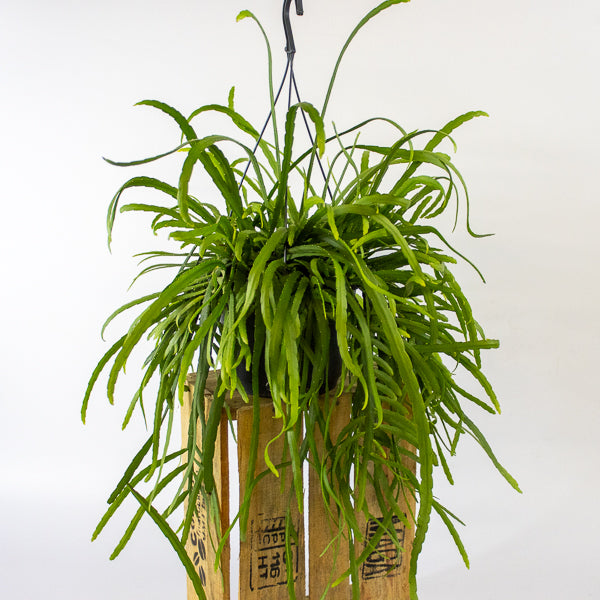 Lepismium Bolivianum 17cm H25cm