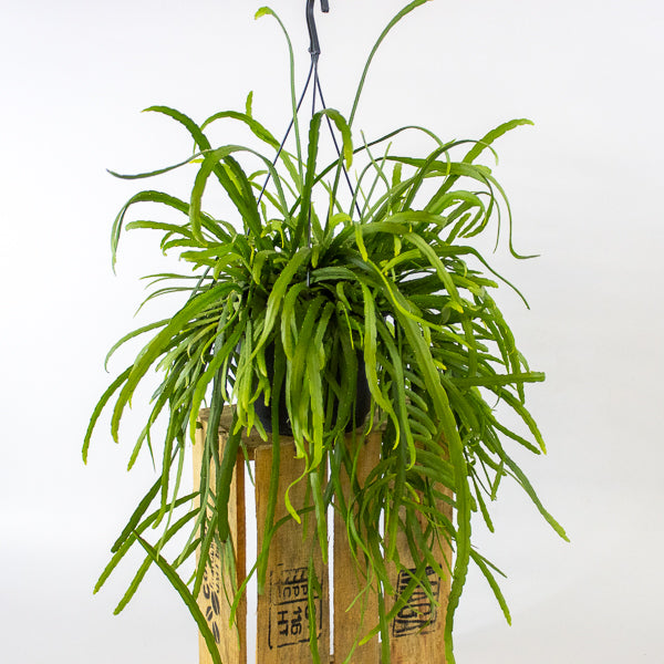 Lepismium Bolivianum 17cm H25cm