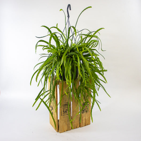 Lepismium Bolivianum 17cm H25cm
