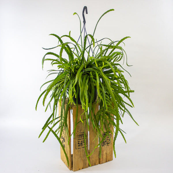 Lepismium Bolivianum 17cm H25cm