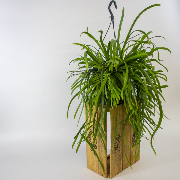 Lepismium Bolivianum 17cm H25cm