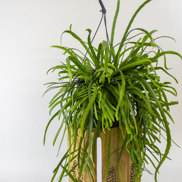 Lepismium Bolivianum 17cm H25cm