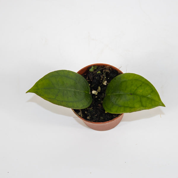 Hoya Tequila Sunrise Ø7cm H5cm