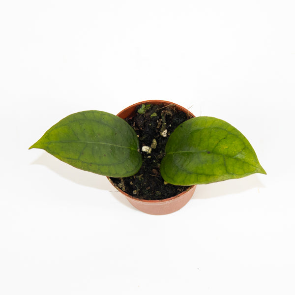 Hoya Tequila Sunrise Ø7cm H5cm