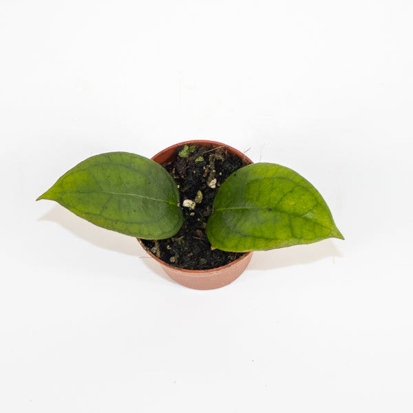 Hoya Tequila Sunrise Ø7cm H5cm