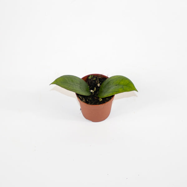 Hoya Tequila Sunrise Ø7cm H5cm