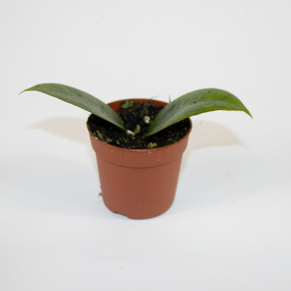 Hoya Tequila Sunrise Ø7cm H5cm