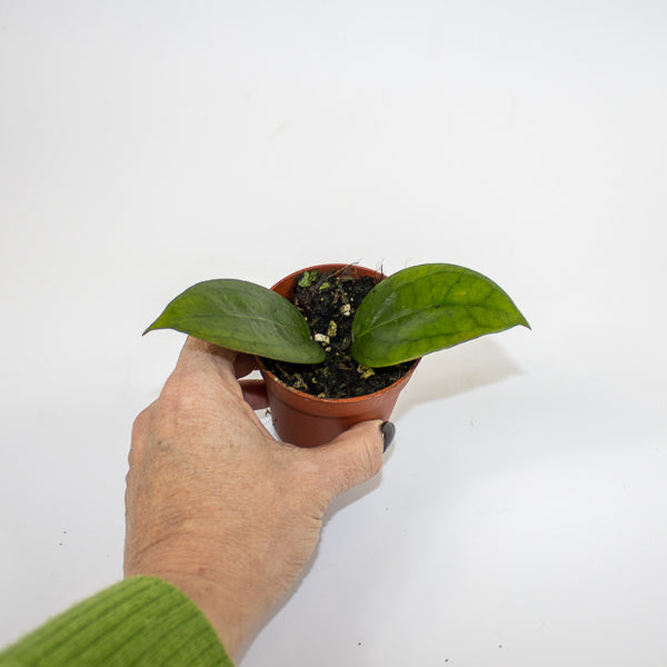 Hoya Tequila Sunrise Ø7cm H5cm