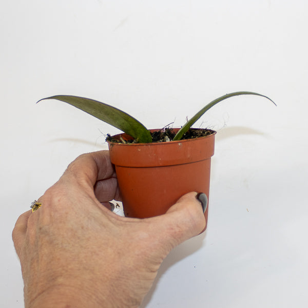 Hoya Tequila Sunrise Ø7cm H5cm