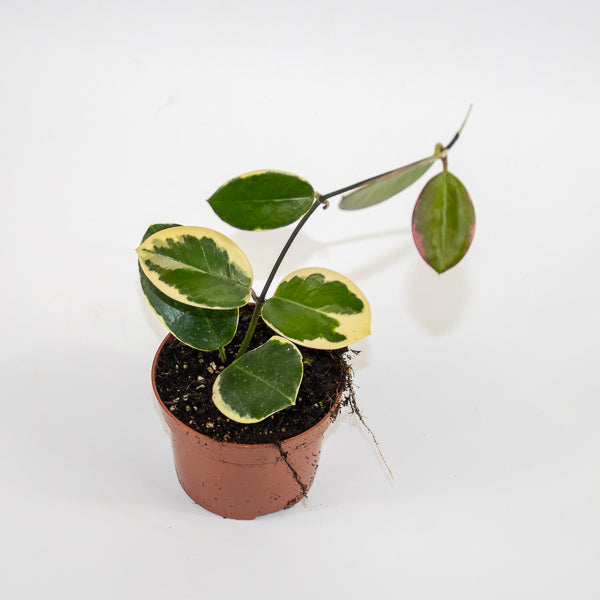 Hoya australis Blondie Ø10.5cm H15cm