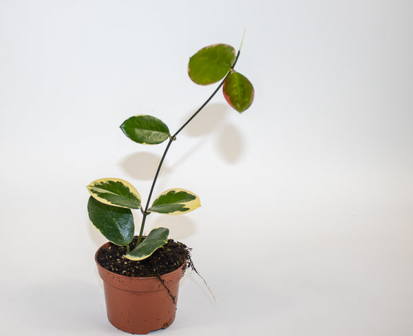 Hoya australis Blondie Ø10.5cm H15cm