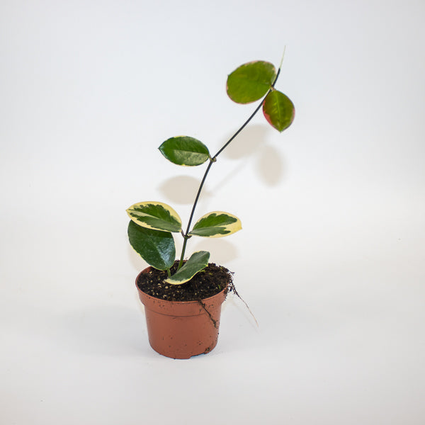 Hoya australis Blondie Ø10.5cm H15cm