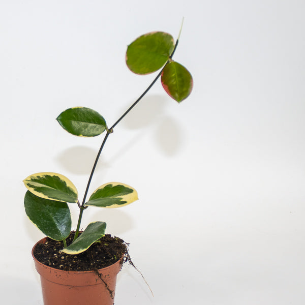 Hoya australis Blondie Ø10.5cm H15cm