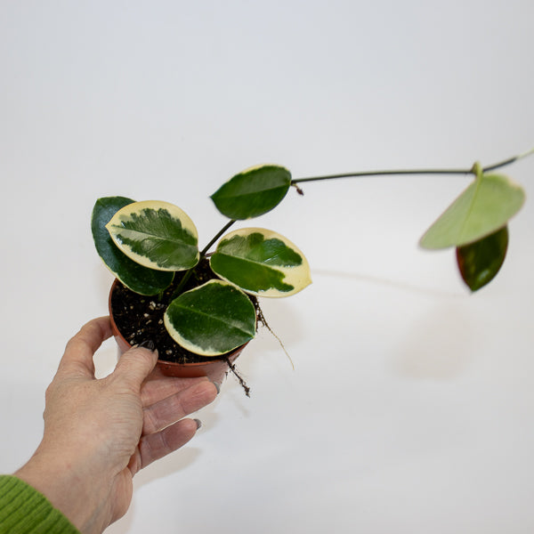 Hoya australis Blondie Ø10.5cm H15cm