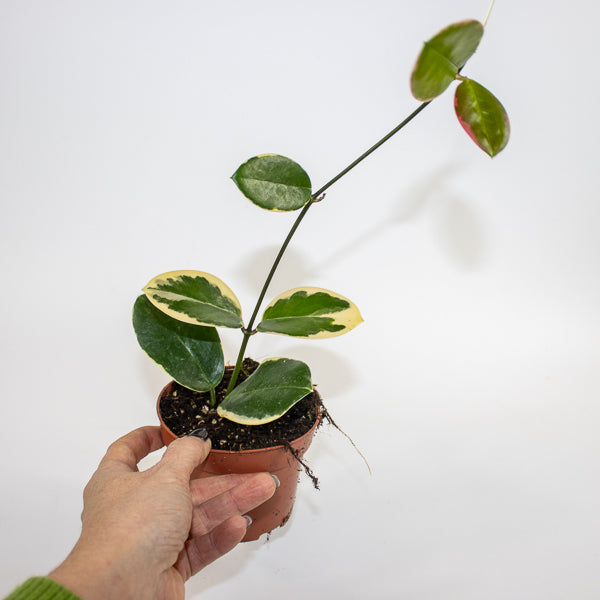 Hoya australis Blondie Ø10.5cm H15cm
