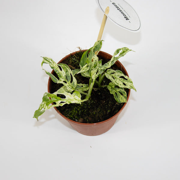 Monstera Frozen Freckles Ø12cm H25cm