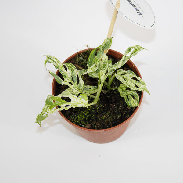 Monstera Frozen Freckles Ø12cm H25cm