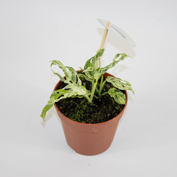 Monstera Frozen Freckles Ø12cm H25cm