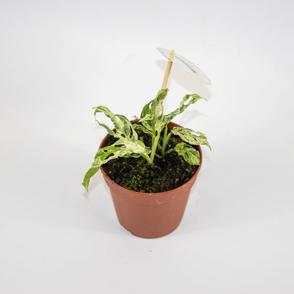 Monstera Frozen Freckles Ø12cm H25cm