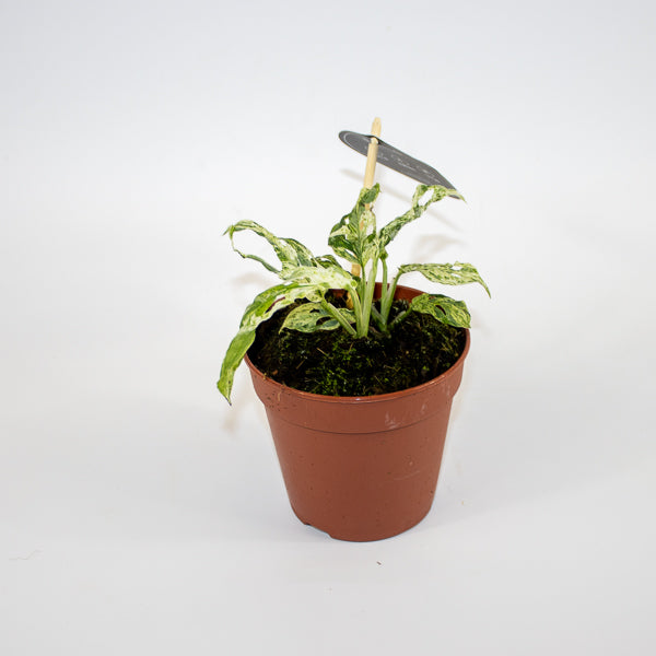 Monstera Frozen Freckles Ø12cm H25cm
