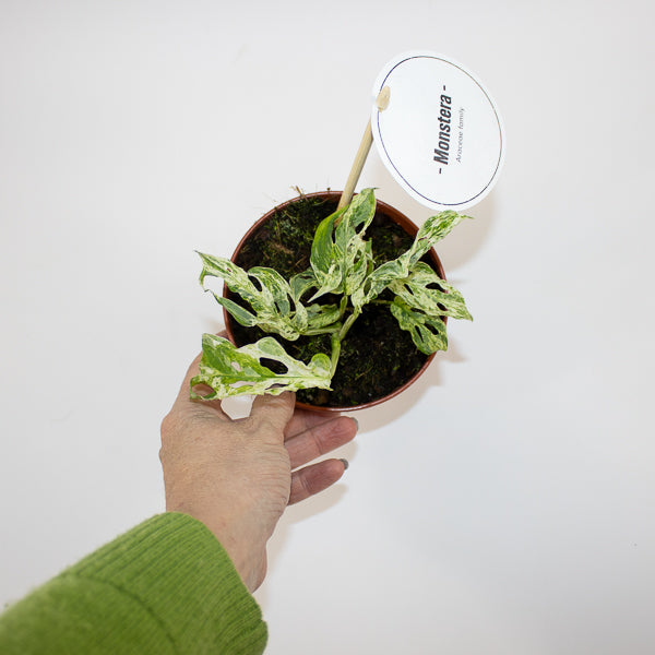 Monstera Frozen Freckles Ø12cm H25cm