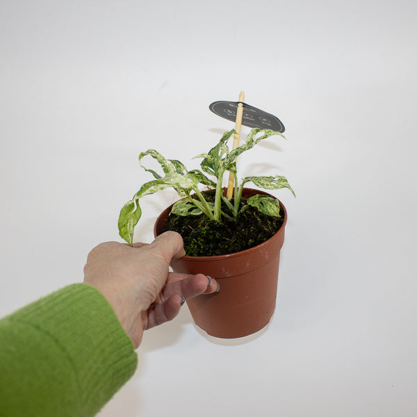 Monstera Frozen Freckles Ø12cm H25cm