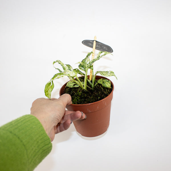 Monstera Frozen Freckles Ø12cm H25cm