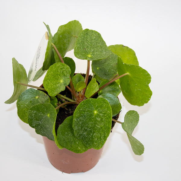 Pilea peperomioides Ø13cm H20cm