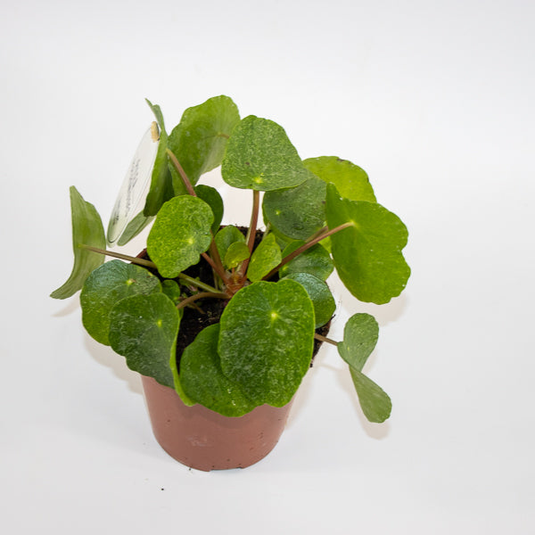 Pilea peperomioides Ø13cm H20cm