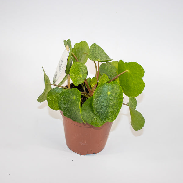 Pilea peperomioides Ø13cm H20cm