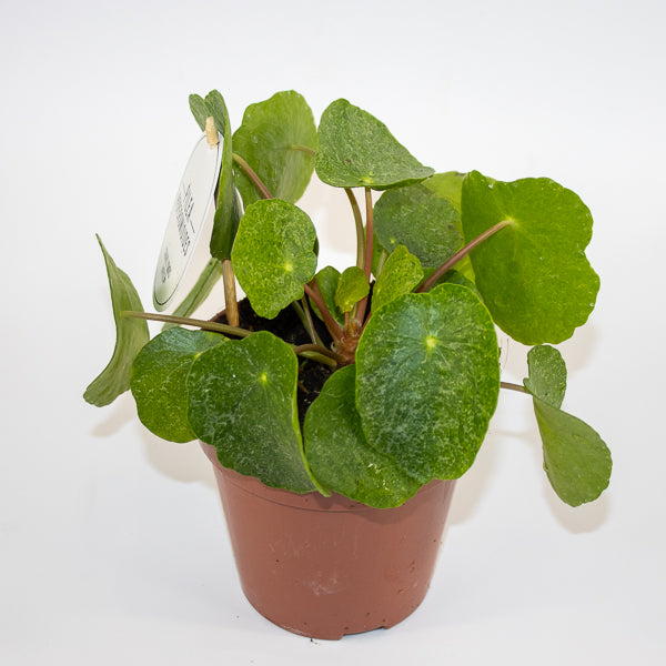 Pilea peperomioides Ø13cm H20cm