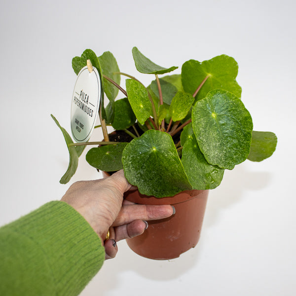 Pilea peperomioides Ø13cm H20cm