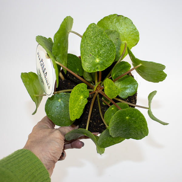 Pilea peperomioides Ø13cm H20cm