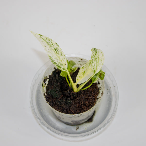 Rhaphidophora foraminifera Variegata Ø7cm H12cm