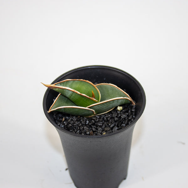 Sansevieria Almond Silver Sweet Ø10cm H15cm