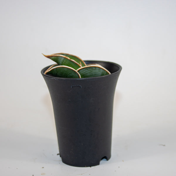 Sansevieria Almond Silver Sweet Ø10cm H15cm