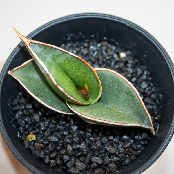 Sansevieria Almond Silver Sweet Ø10cm H15cm