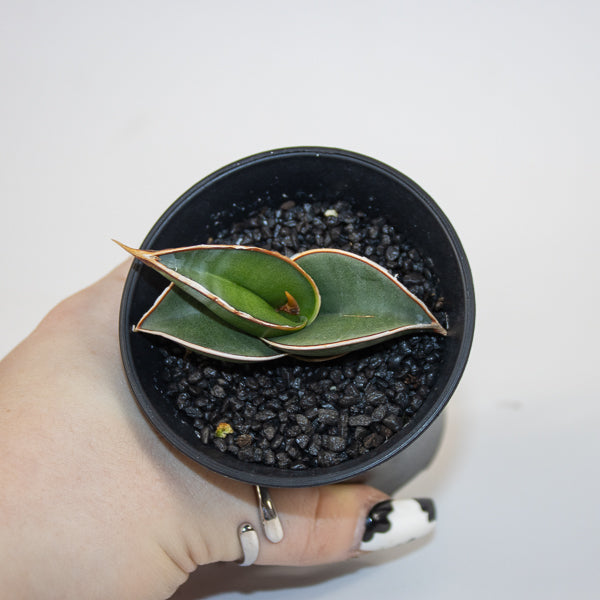 Sansevieria Almond Silver Sweet Ø10cm H15cm