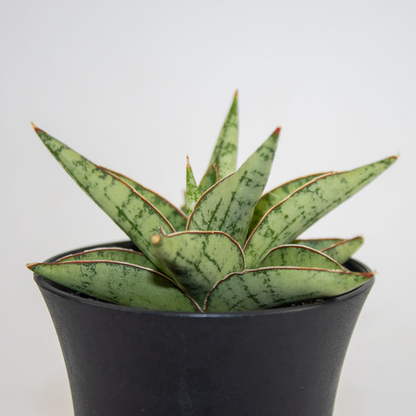 Sansevieria Comet Canoe No. 3 Ø10cm H15cm