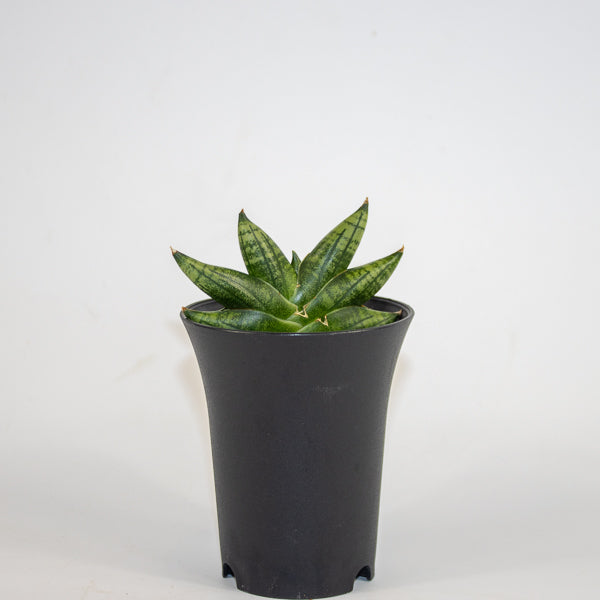 Sansevieria Inti Mini No.1 Ø10cm H15cm