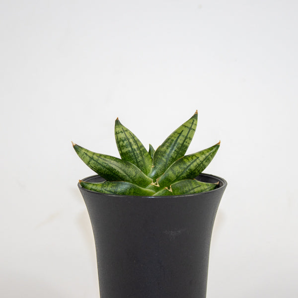 Sansevieria Inti Mini No.1 Ø10cm H15cm