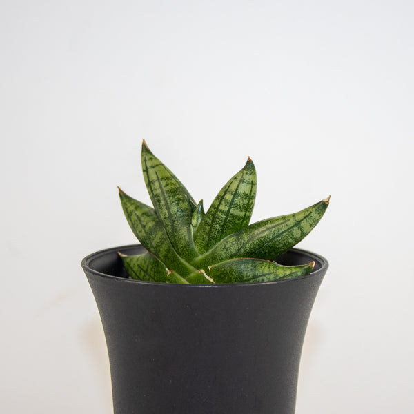 Sansevieria Inti Mini No.1 Ø10cm H15cm